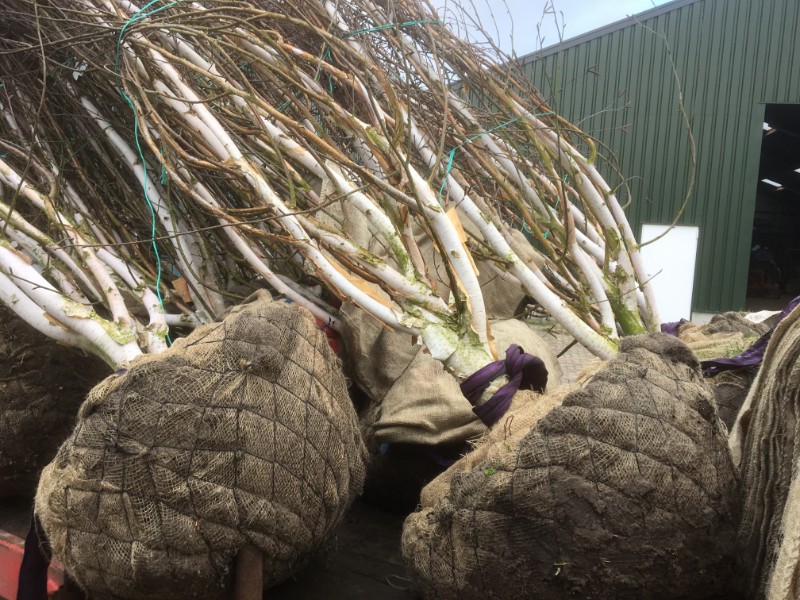 Betula utilis Jacquemontii - Afbeelding 6