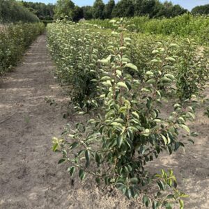 Malus 'Braendkjaer'