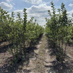 Malus 'Evereste'