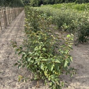 Malus 'Evereste'