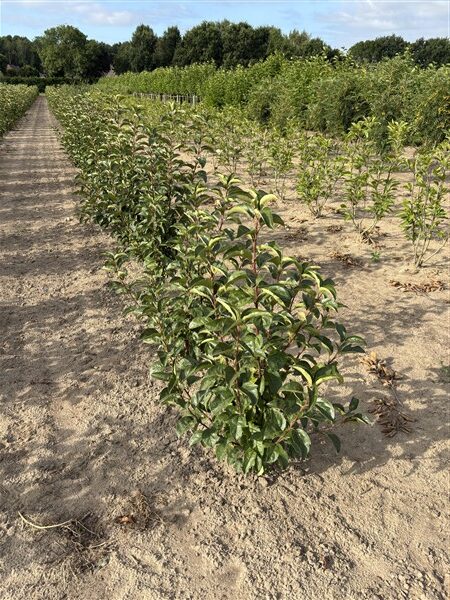Malus 'White Angel'