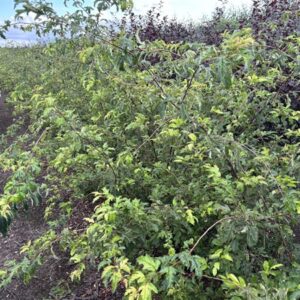 Malus toringo 'Brouwers Beauty'