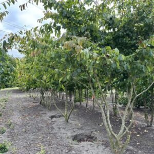 Parrotia persica