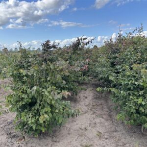 Parrotia persica