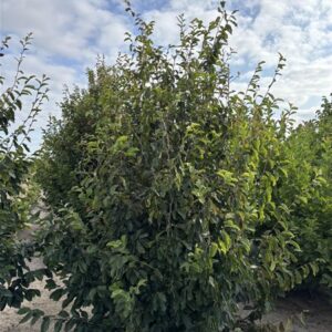 Parrotia persica 'Vanessa'