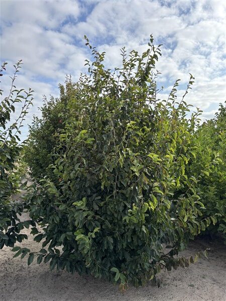 Parrotia persica 'Vanessa'