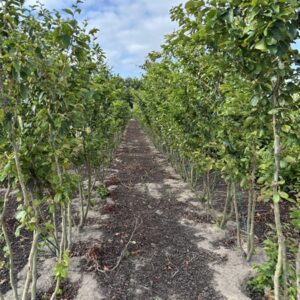 Parrotia persica 'Vanessa'