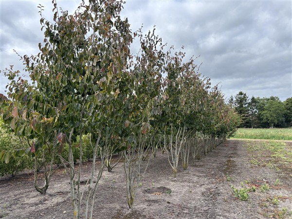 Parrotia persica 'Vanessa' - Afbeelding 3