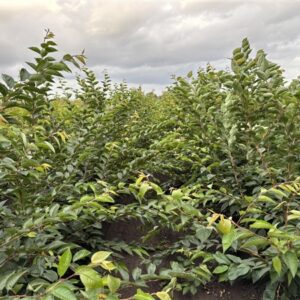 Prunus 'Accolade'