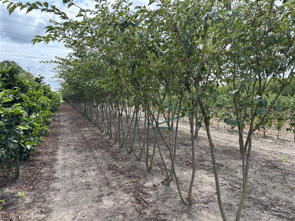 Prunus 'Accolade' - Afbeelding 2