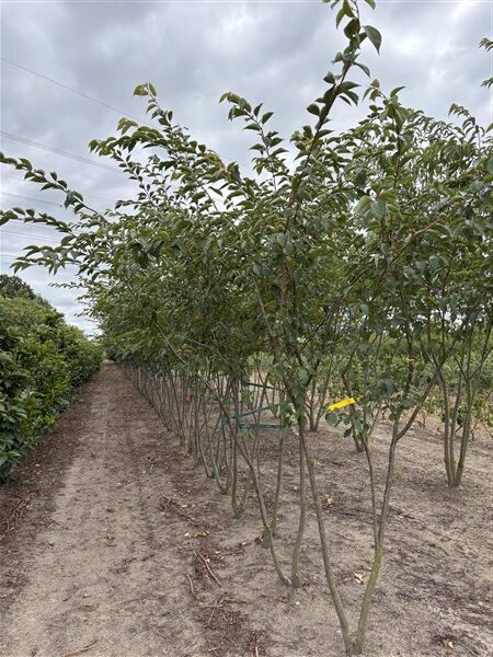 Prunus 'Accolade' - Afbeelding 3