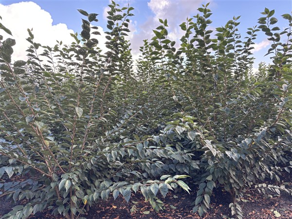 Prunus 'Accolade' - Afbeelding 2