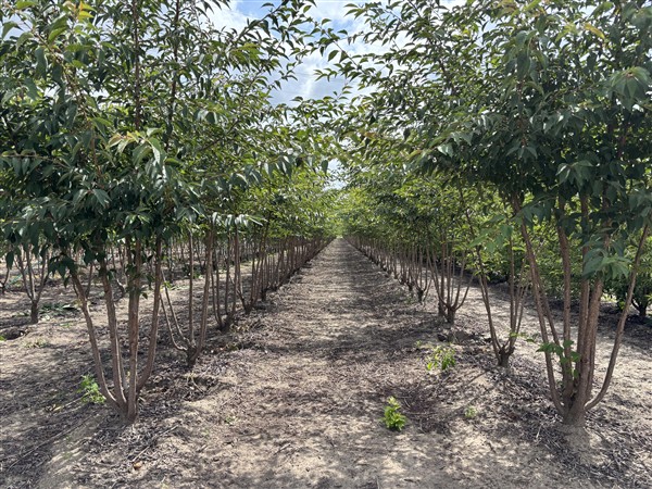 Prunus 'The Bride' - Afbeelding 2