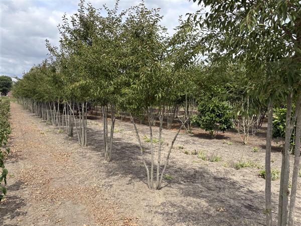 Prunus 'The Bride' - Afbeelding 3