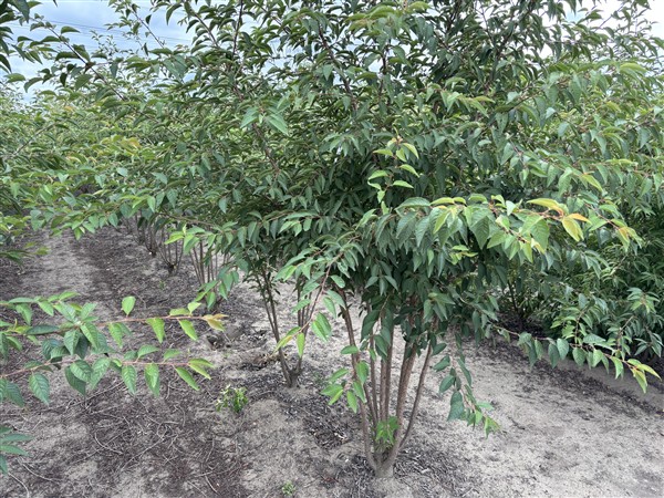 Prunus 'The Bride' - Afbeelding 4