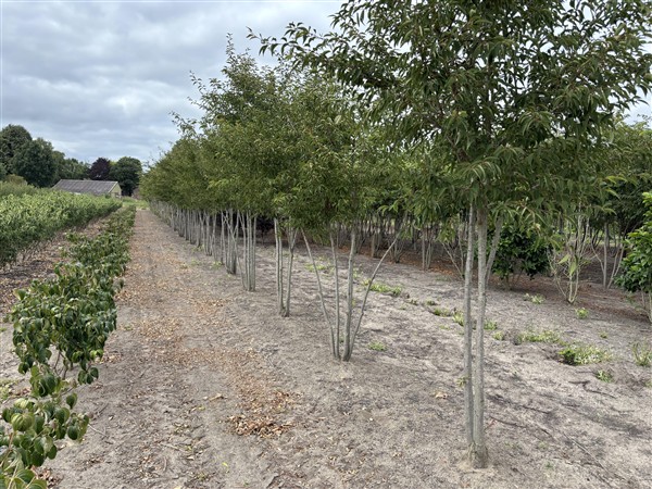 Prunus 'The Bride' - Afbeelding 5
