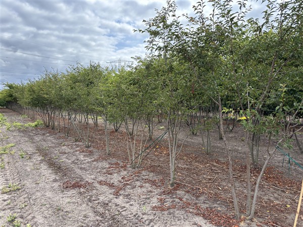 Prunus 'The Bride' - Afbeelding 6