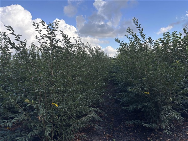 Prunus 'The Bride' - Afbeelding 5