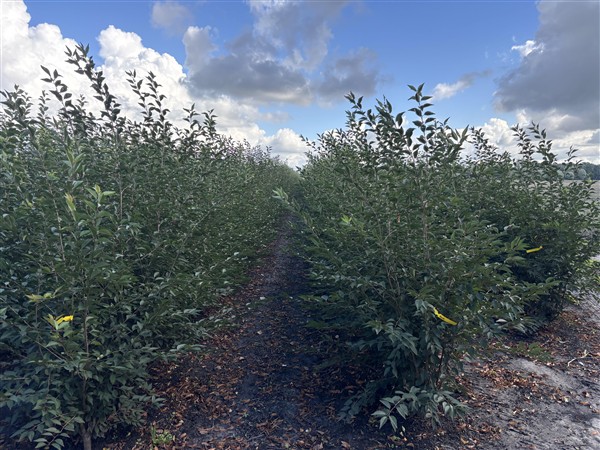 Prunus 'The Bride' - Afbeelding 6