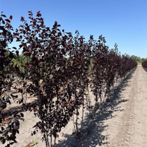 Prunus cerasifera 'Nigra'