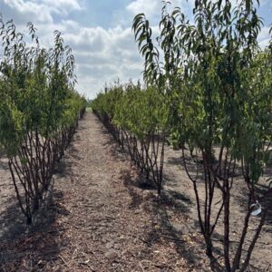 Prunus serrula