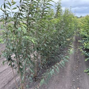 Prunus serrula