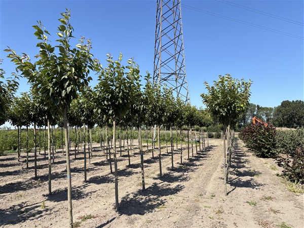 Prunus serrulata 'Kanzan'