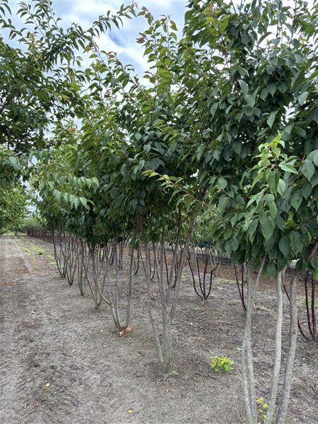 Prunus serrulata 'Kanzan' - Afbeelding 2