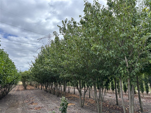 Prunus serrulata 'Kanzan' - Afbeelding 3