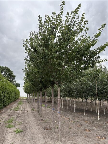 Prunus serrulata 'Kanzan' - Afbeelding 2