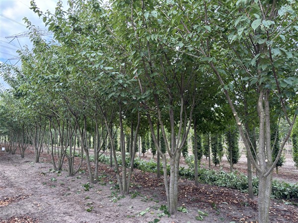 Prunus serrulata 'Kanzan' - Afbeelding 4