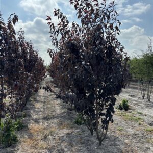 Prunus serrulata 'Royal Burgundy'