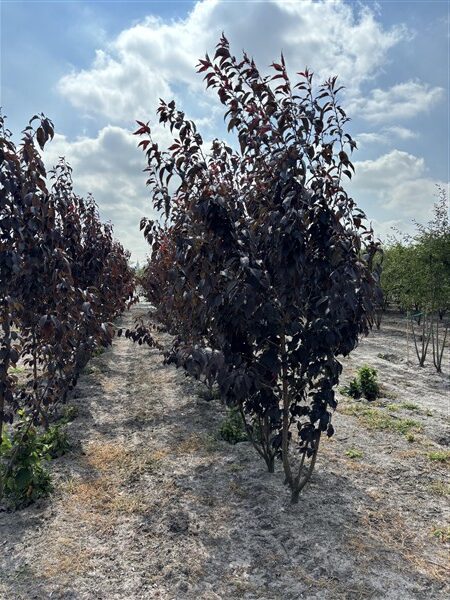 Prunus serrulata 'Royal Burgundy'