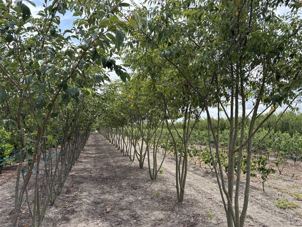 Prunus subhirtella 'Autumnalis' - Afbeelding 4