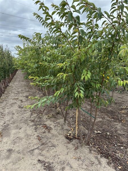 Prunus subhirtella 'Autumnalis' - Afbeelding 5