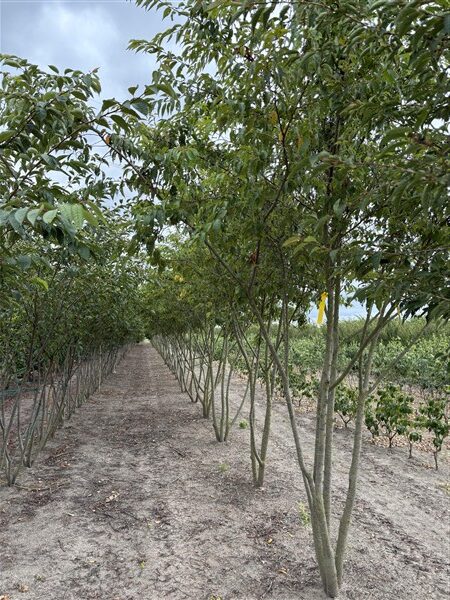 Prunus subhirtella 'Autumnalis' - Afbeelding 6