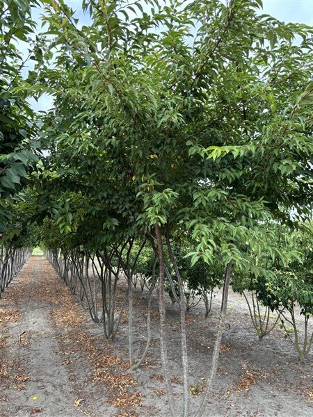Prunus subhirtella 'Autumnalis' - Afbeelding 7