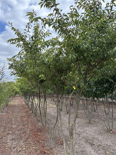 Prunus subhirtella 'Autumnalis' - Afbeelding 8