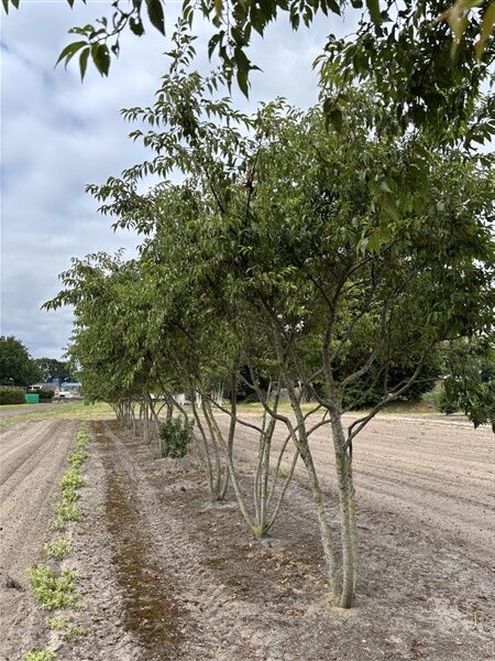 Prunus subhirtella 'Autumnalis' - Afbeelding 9