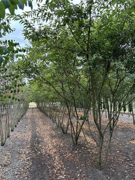 Prunus subhirtella 'Autumnalis' - Afbeelding 10