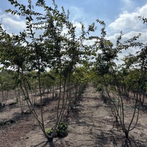 Prunus subhirtella 'Autumnalis Rosea'