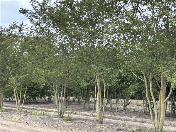 Prunus subhirtella 'Autumnalis Rosea' - Afbeelding 5