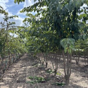 Prunus yedoensis