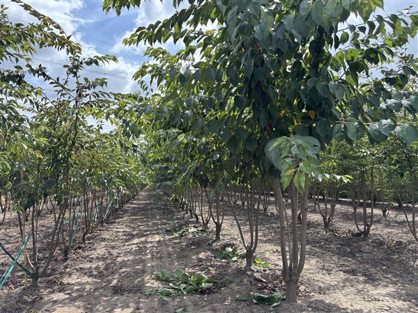 Prunus yedoensis
