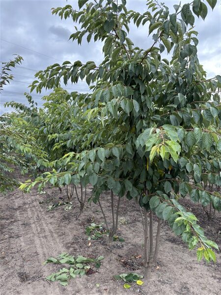 Prunus yedoensis - Afbeelding 2