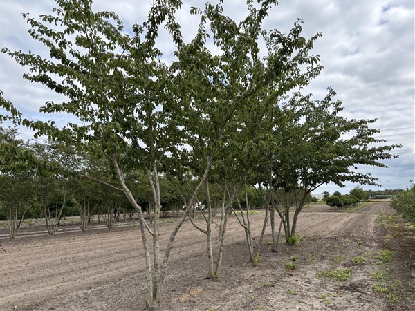 Prunus yedoensis - Afbeelding 3