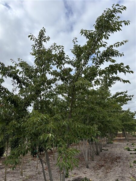 Prunus yedoensis - Afbeelding 4