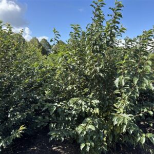 Prunus yedoensis