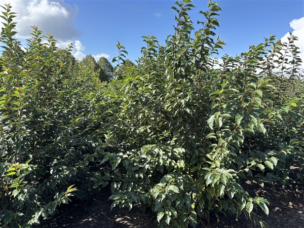 Prunus yedoensis