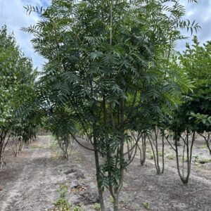 Sorbus 'Dodong'